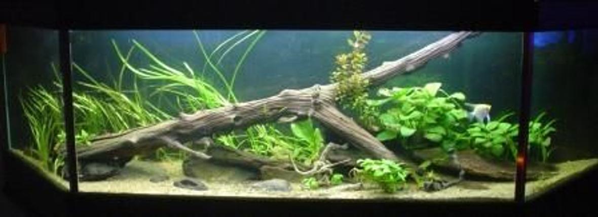 132 gallons planted tank (mostly live plants and fish) - Redo of Discus Aquarium.....better picture