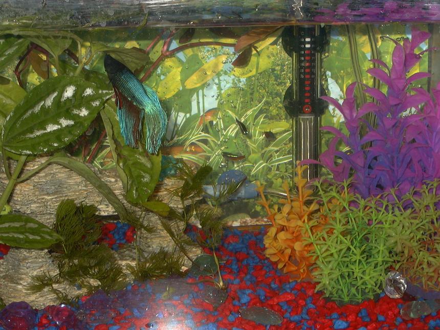 Rated #501: 5 Gallons Freshwater Fish Tank - my heaven