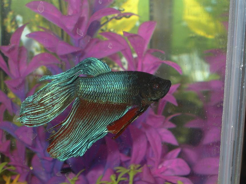 Rated #105: Freshwater Fish - Betta Splendens - Betta - Male Stocking In 5 Gallons Tank - my male fighting fish