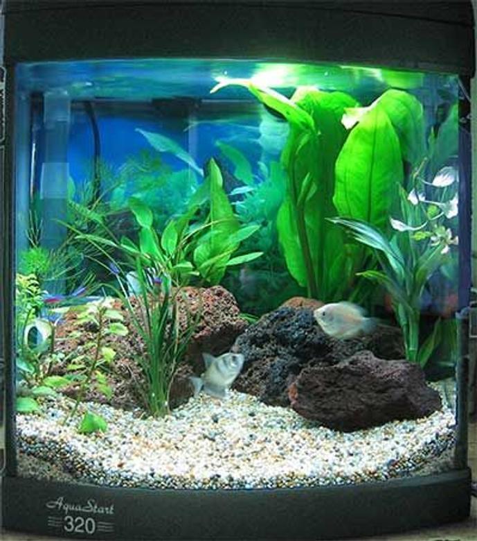32 gallons freshwater fish tank (mostly fish and non-living decorations) - My totlay awesome fish fish tank!