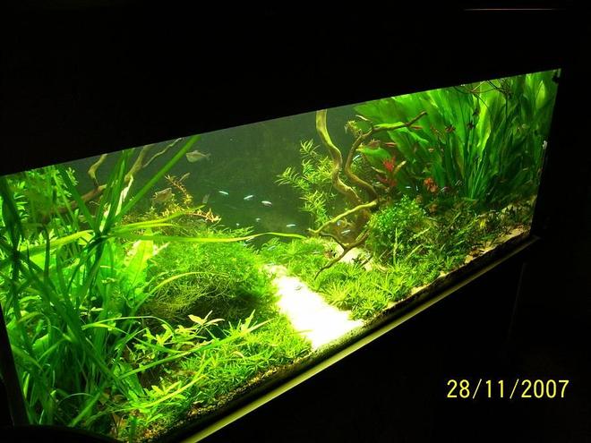 125 gallons planted tank (mostly live plants and fish) - hj