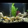40 gallons freshwater fish tank (mostly fish and non-living decorations) - cichlid tank complete