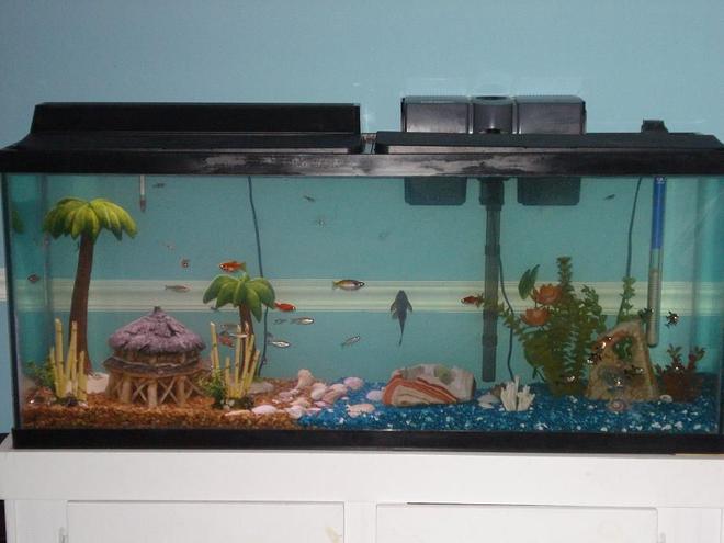 40 gallons freshwater fish tank (mostly fish and non-living decorations) - the new 55 Gal. community tank.
neons, harlequin rasboras, rummy nose tetras, rosey barbs,boesemani rainbows, pleco, and soon to have angels, and german rams.