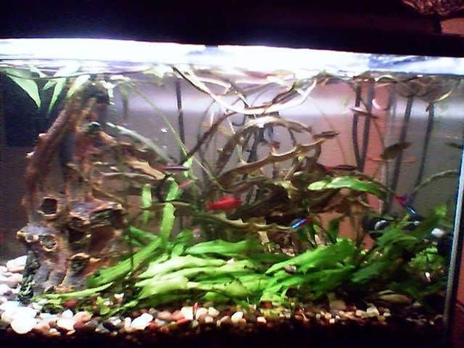 38 gallons planted tank (mostly live plants and fish) - 10 Gallon Tank, White Cloud Minnows, Cherry Barbs, One Giant Oyster