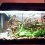 fish tank picture - 10 Gallon Tank, White Cloud Minnows, Cherry Barbs, One Giant Oyster