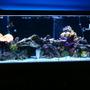 75 gallons saltwater fish tank (mostly fish, little/no live coral) - 75 gallon saltwater