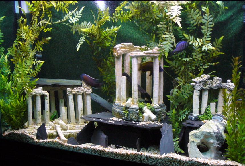 Rated #81: 110 Gallons Freshwater Fish Tank - The 110gallon Forgotten Atlantis