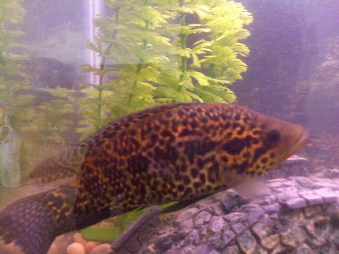 freshwater fish - parachromis managuensis - jaguar cichlid stocking in 55 gallons tank - 8 inch jaguar cichlid