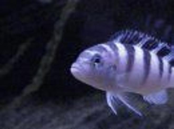 freshwater fish - metriaclima lombardoi - kenyi cichlid stocking in 55 gallons tank - my 4 inch kenyi cichid. Ive had it for 4 years