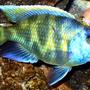 freshwater fish - nimbochromis venustus - venustus cichlid stocking in 125 gallons tank - Fatty