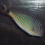 saltwater fish - acanthurus lineatus - clown tang stocking in 55 gallons tank - My clown tang