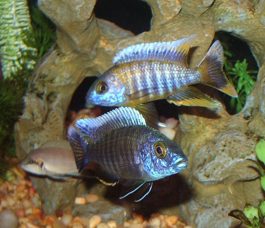 Rated #17: Freshwater Fish - Eureka Jakes Stocking In 90 Gallons Tank - Eureka Jakes