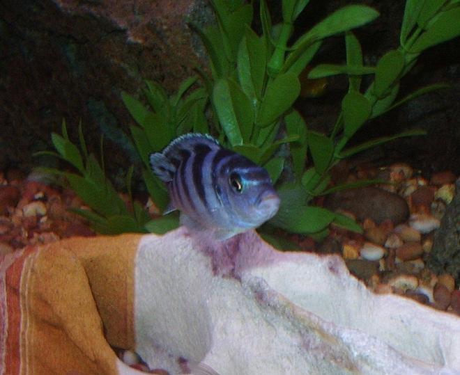 freshwater fish - metriaclima lombardoi - kenyi cichlid stocking in 90 gallons tank - Female Kenyi