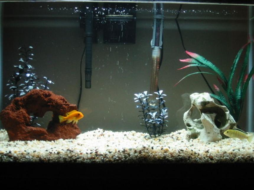 Rated #461: 29 Gallons Freshwater Fish Tank - My 29 gallon African Cichlid Tank in the Making