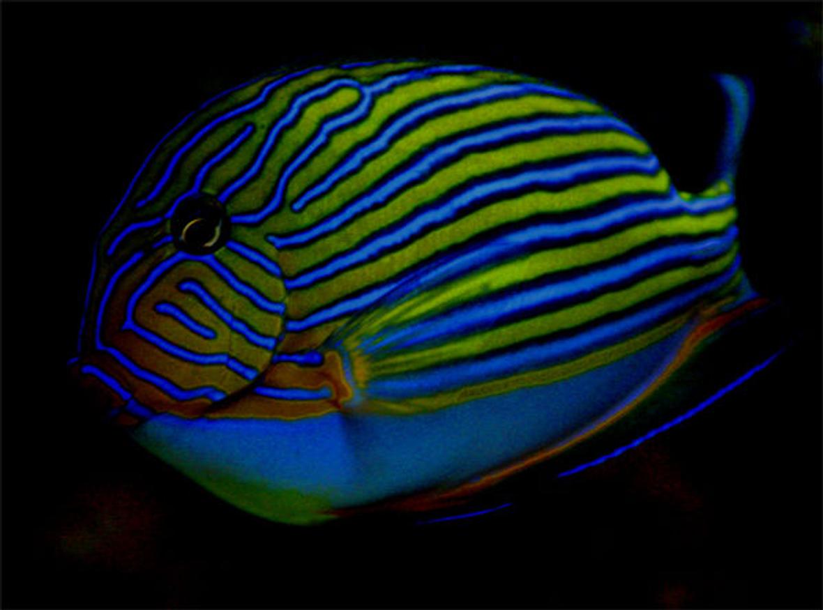 saltwater fish - acanthurus lineatus - clown tang stocking in 125 gallons tank - My favorite picture of my clown tang It is at night under a blue moon light