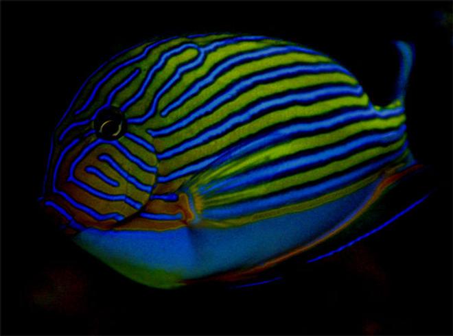saltwater fish - acanthurus lineatus - clown tang stocking in 125 gallons tank - My favorite picture of my clown tang 
It is at night under a blue moon light