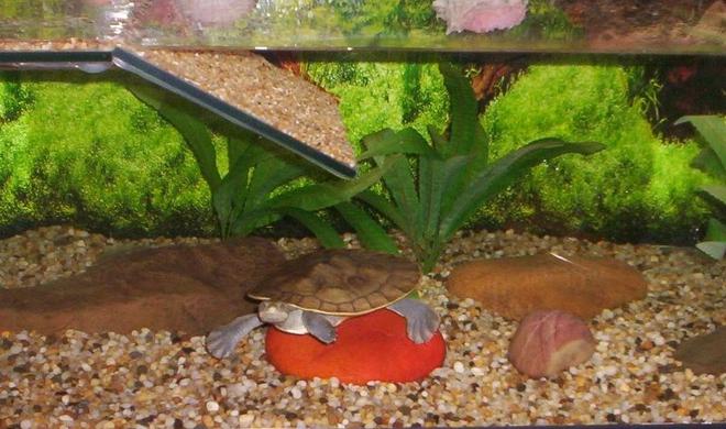 corals inverts stocking in 24 gallons tank - My turtle, Lulu