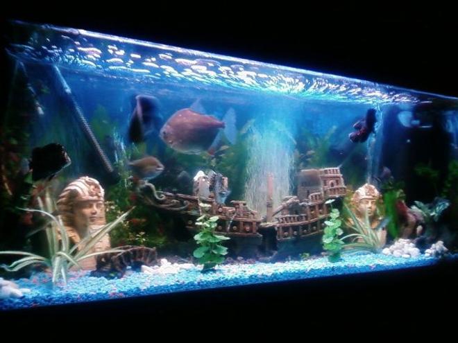 70 gallons freshwater fish tank (mostly fish and non-living decorations) - tank just before feeding the oscars take over making sure they get first bite