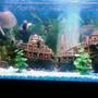 fish tank picture - The Titanic ha ha