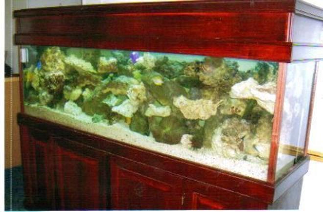 180 gallons reef tank (mostly live coral and fish) - 180 gallon salt water w/ over 300 lbs of live rock.