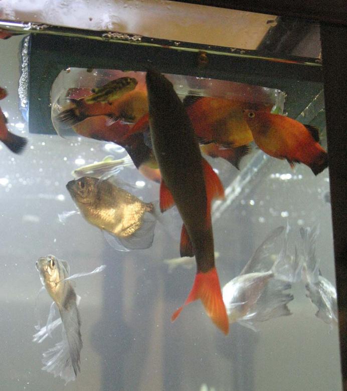 freshwater fish - epalzeorhynchos frenatus - rainbow shark stocking in 33 gallons tank - feeding time for my tank inhabitants