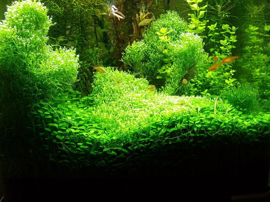 Rated #12: Planted Tank - much care and attention has gone in to this tank i hope you like it................it is a 40ltr tank running co2 under gravel fertz undergravel heater. it is dosed with fertz daily and it recives a half water change weekly
