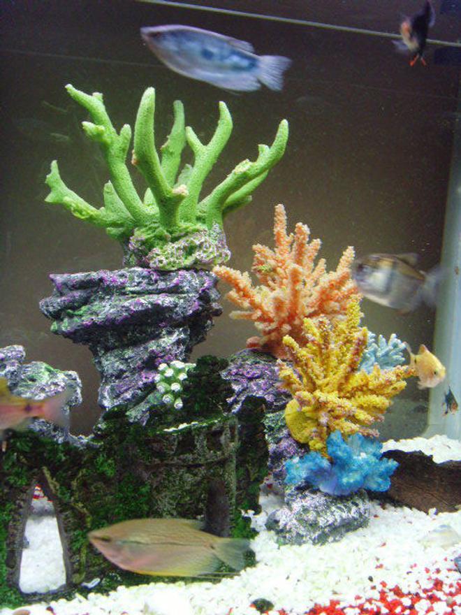 corals inverts - acropora sp. - acropora coral stocking in 23 gallons tank - my fish