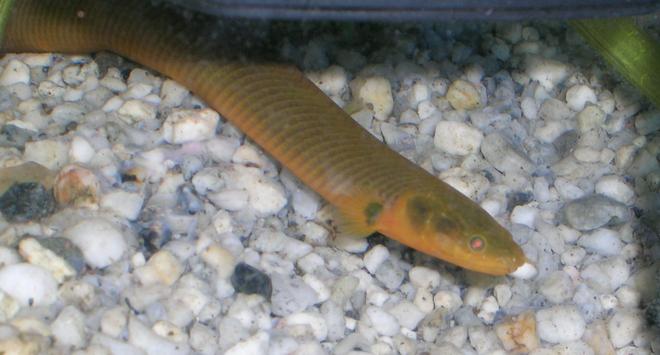 freshwater fish - erpetoichthys calabaricus - rope fish stocking in 150 gallons tank - R.I.P 22cm size eel