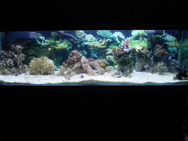 125 gallons reef tank (mostly live coral and fish) - the tank