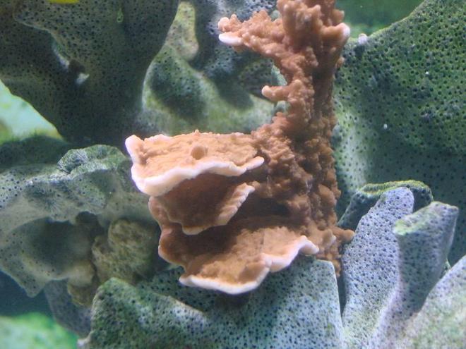 corals inverts - montipora capricornis - montipora capricornis, red stocking in 125 gallons tank - hard coral