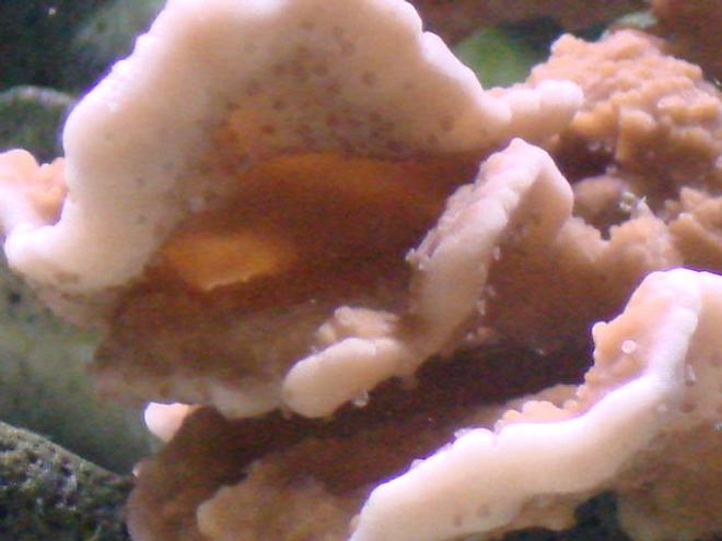 corals inverts stocking in 125 gallons tank - close up