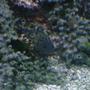 saltwater fish - cephalopholis argus - blue dot grouper stocking in 125 gallons tank - the grouper