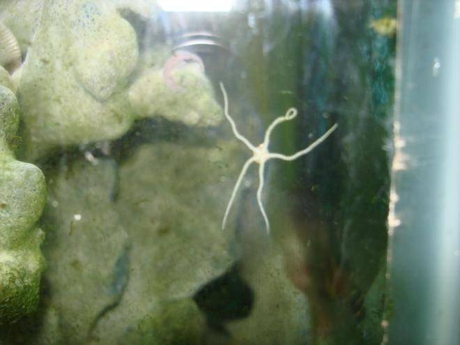 corals inverts stocking in 125 gallons tank - baby star