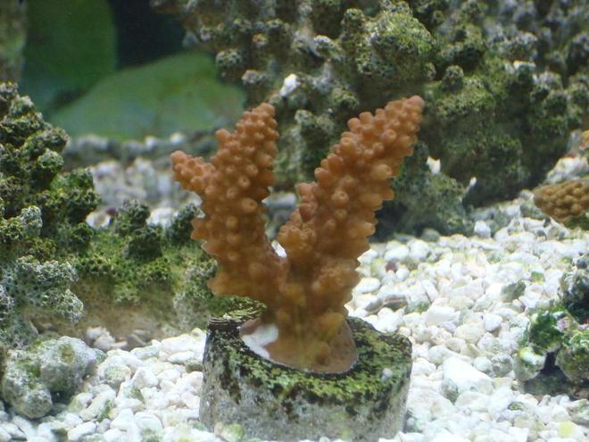 corals inverts - acropora formosa - midnight staghorn acropora coral stocking in 125 gallons tank - hard coral