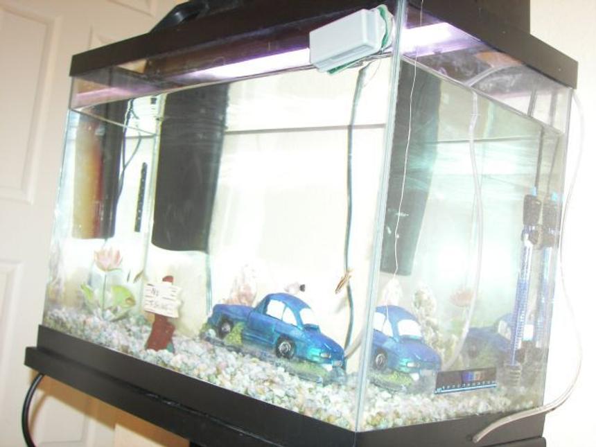 Rated #588: 15 Gallons Freshwater Fish Tank - fish