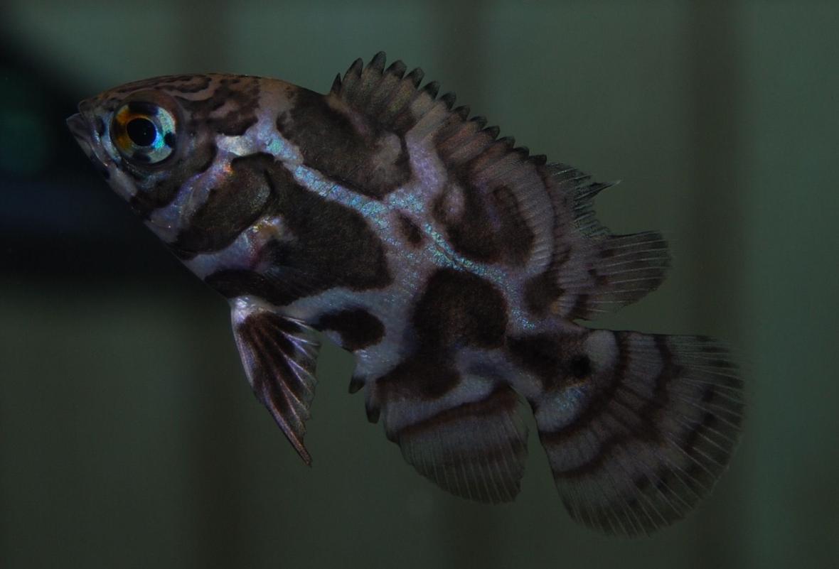 freshwater fish - astronotus ocellatus - leopard oscar stocking in 90 gallons tank - my 3/4 inch leopard oscar