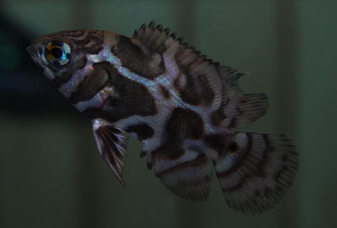 freshwater fish - astronotus ocellatus - leopard oscar stocking in 90 gallons tank - my 3/4 inch leopard oscar