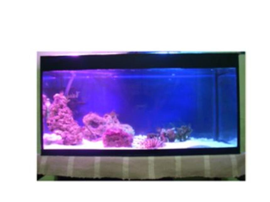 Rated #106: 5 Gallons Saltwater Fish Tank - beginner