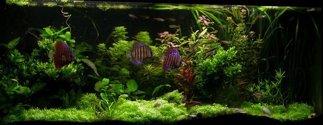 100 gallons planted tank (mostly live plants and fish) - ssssss