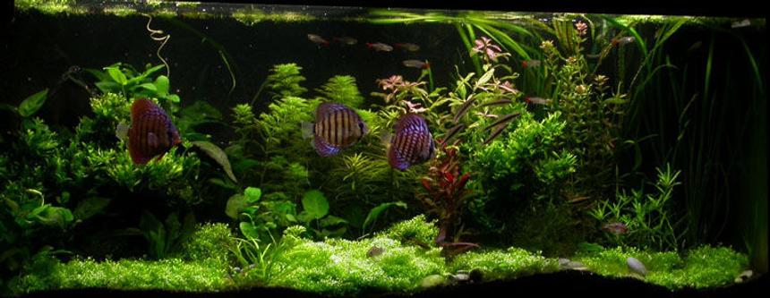 Rated #7: 100 Gallons Planted Tank - ssssss