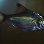 freshwater fish - barbus schwanefeldi - tinfoil red tail barb stocking in 90 gallons tank - 2 inch Tinfoil Barb