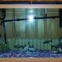 90 gallons freshwater fish tank (mostly fish and non-living decorations) - 90 gallon freshwater tank