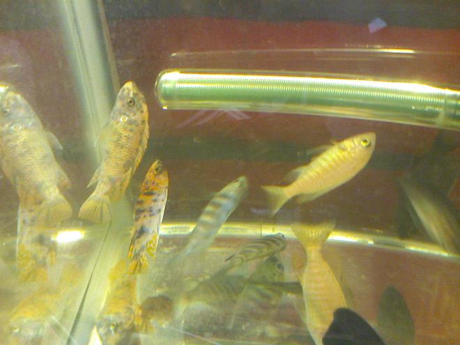 55 gallons freshwater fish tank (mostly fish and non-living decorations) - pretty fish