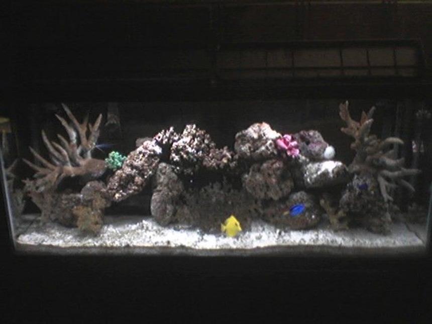 Rated #190: 55 Gallons Reef Tank - 55 gal tank