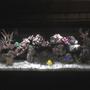 55 gallons reef tank (mostly live coral and fish) - 55 gal tank