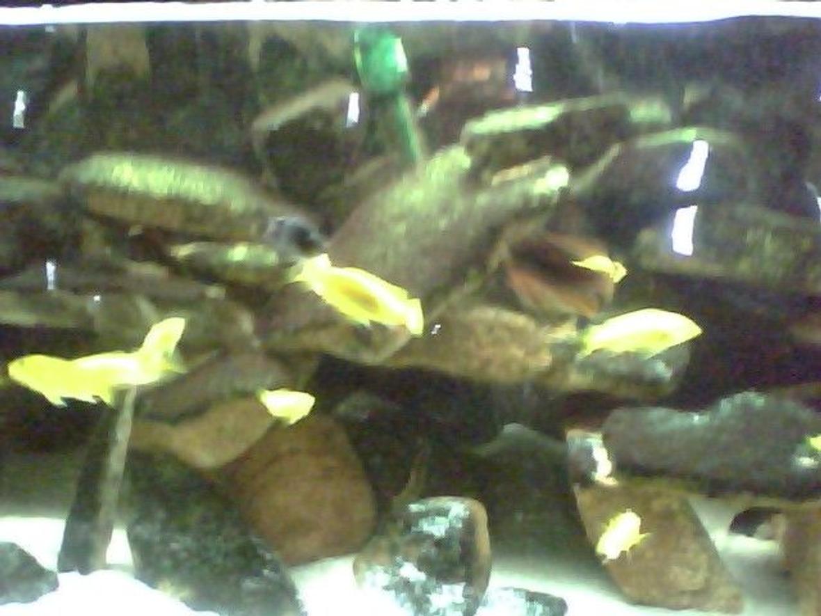 55 gallons freshwater fish tank (mostly fish and non-living decorations) - fishys