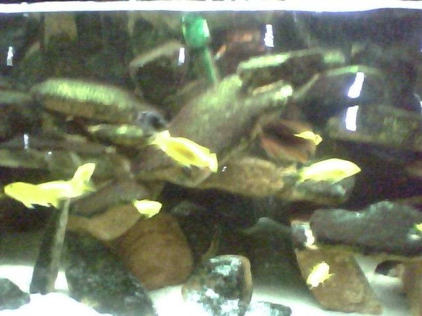 Rated #4087: 55 Gallons Freshwater Fish Tank - fishys