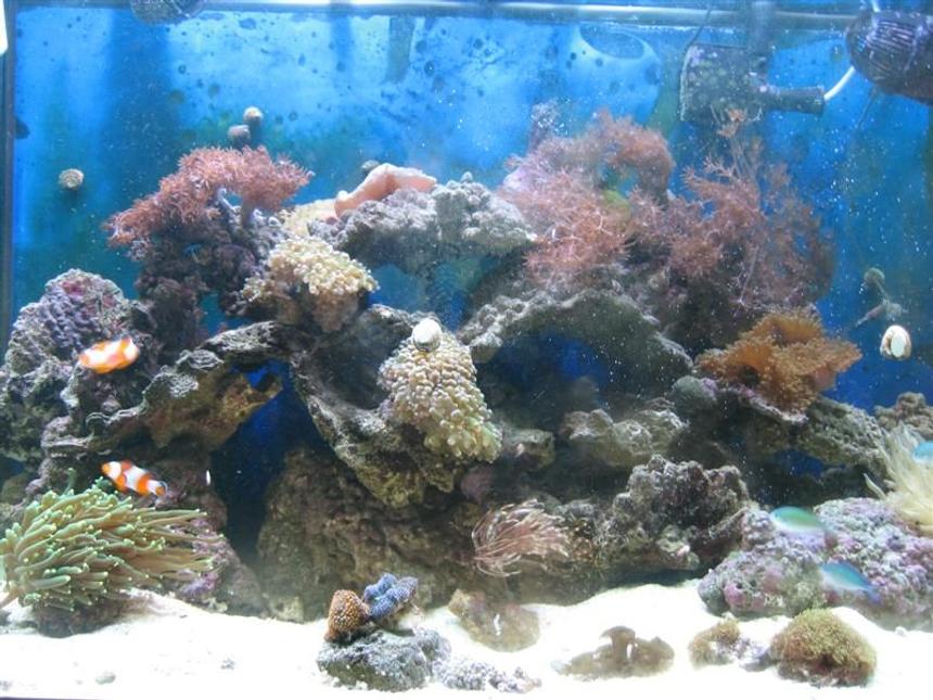 Rated #144: 65 Gallons Reef Tank - 65 Gallon reef tank, been up and running since Aug. 07