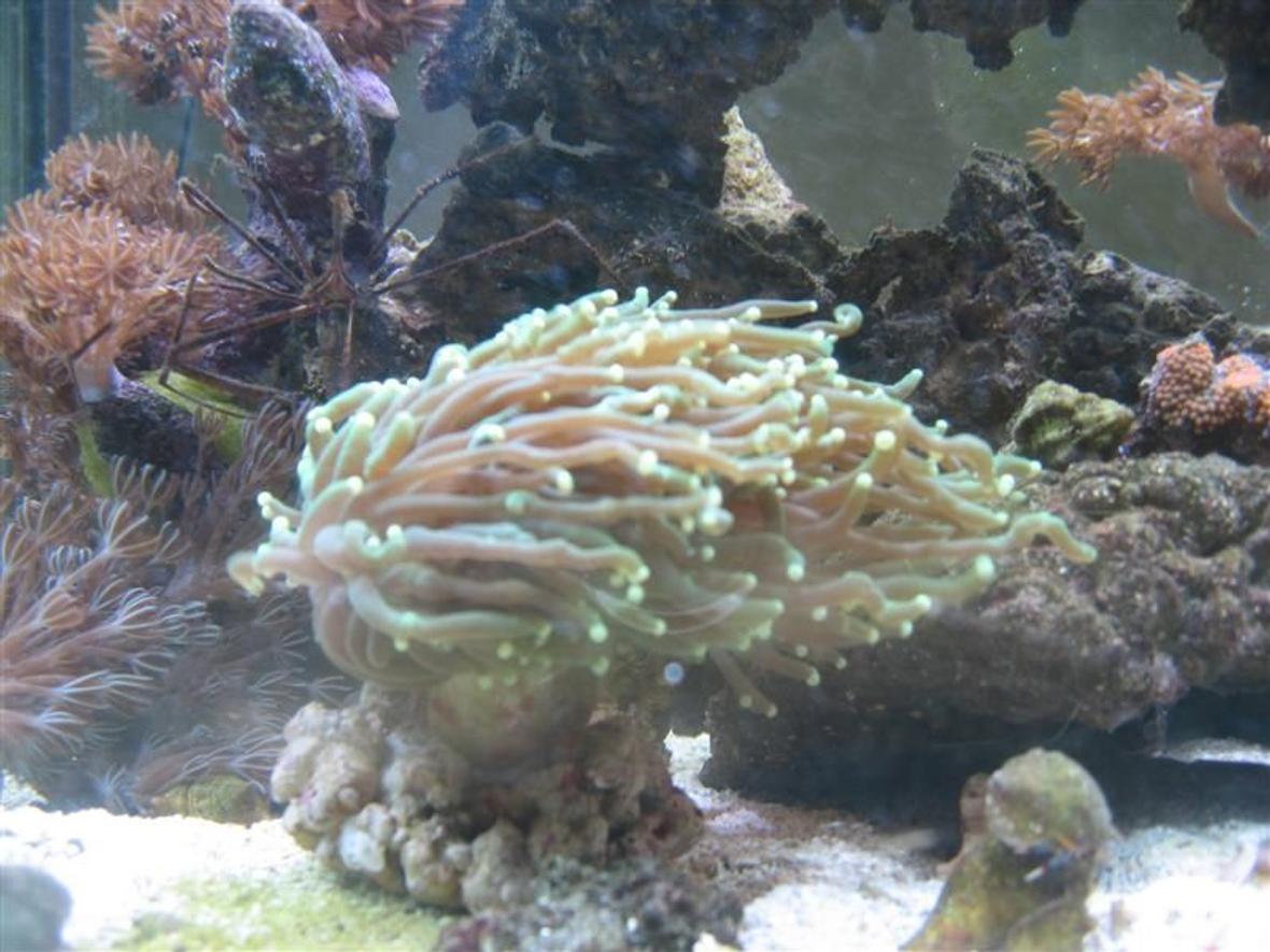corals inverts - euphyllia glabrescens - torch coral stocking in 65 gallons tank - My aquacultered Torch Coral...I can't believe how BIG this guy gets sometimes!