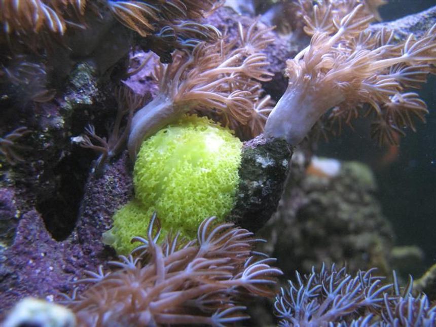 Rated #474: Corals Inverts - Xenia Elongata - Silver Branch Pumping Xenia Stocking In 65 Gallons Tank - Silver Tipped Xenia Elongata and some sort of sponge